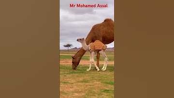 قوله تعالى:“أَفَلَا يَنظُرُونَ إِلَى الْإِبِلِ كَيْفَ خُلِقَتْ”(سورة الغاشية: 17)