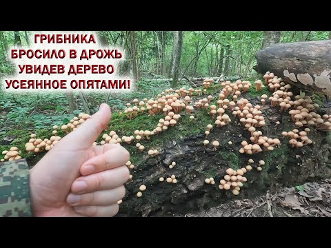 💥ГРИБНИКА БРОСИЛО в ДРОЖЬ увидев ДЕРЕВО УСЕЯННОЕ ОПЯТАМИ👉ЛИСИЧКИ ЗАПОЛОНИЛИ ЛЕС. Ждём грибы 2024!