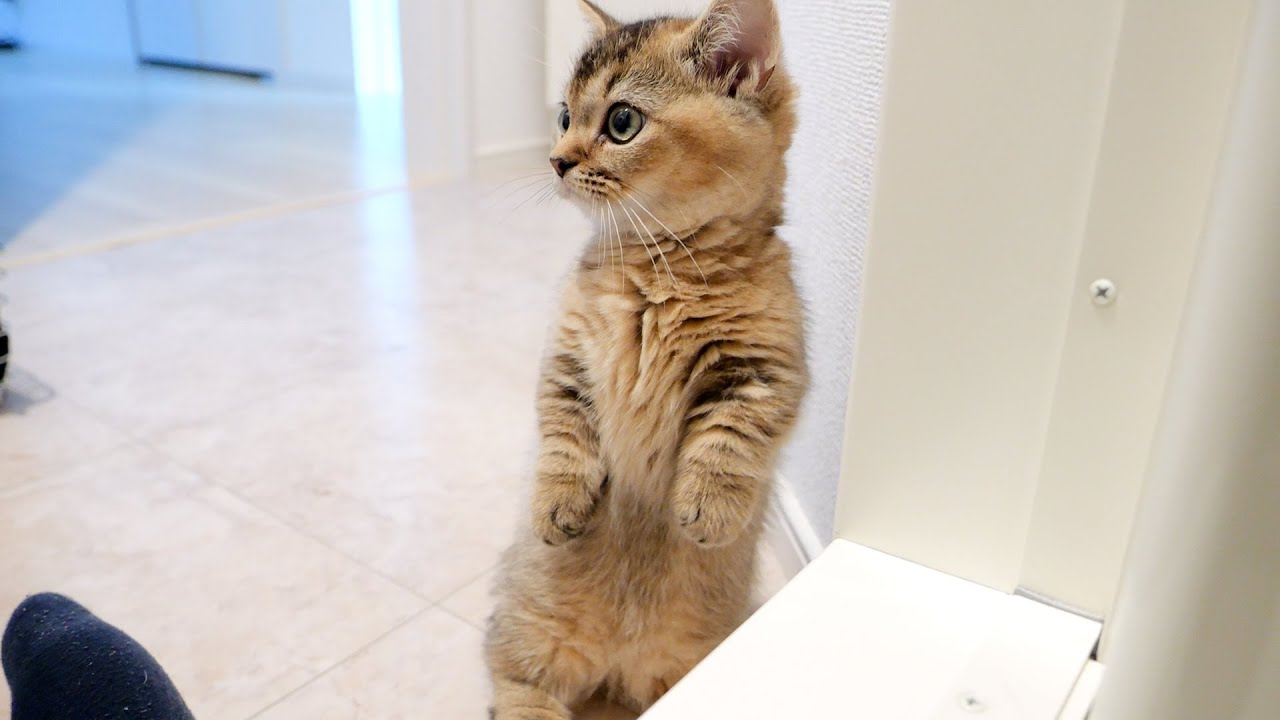Kitten Kiki is more interested in daddy cat than the washing machine