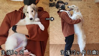 【成長記録】ボルゾイの子犬が1歳になるまでの軌跡をまとめてみました