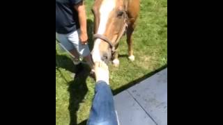 A Horse Who Likes Toes