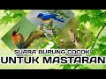 Masteran Untuk Burung Berkicau Cocok Buat Isian Murai Batu Kacer Ciblek Kenari Lovebird Mp3 - Mp4 Download