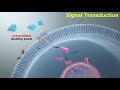 Immune Cell Signaling Concepts