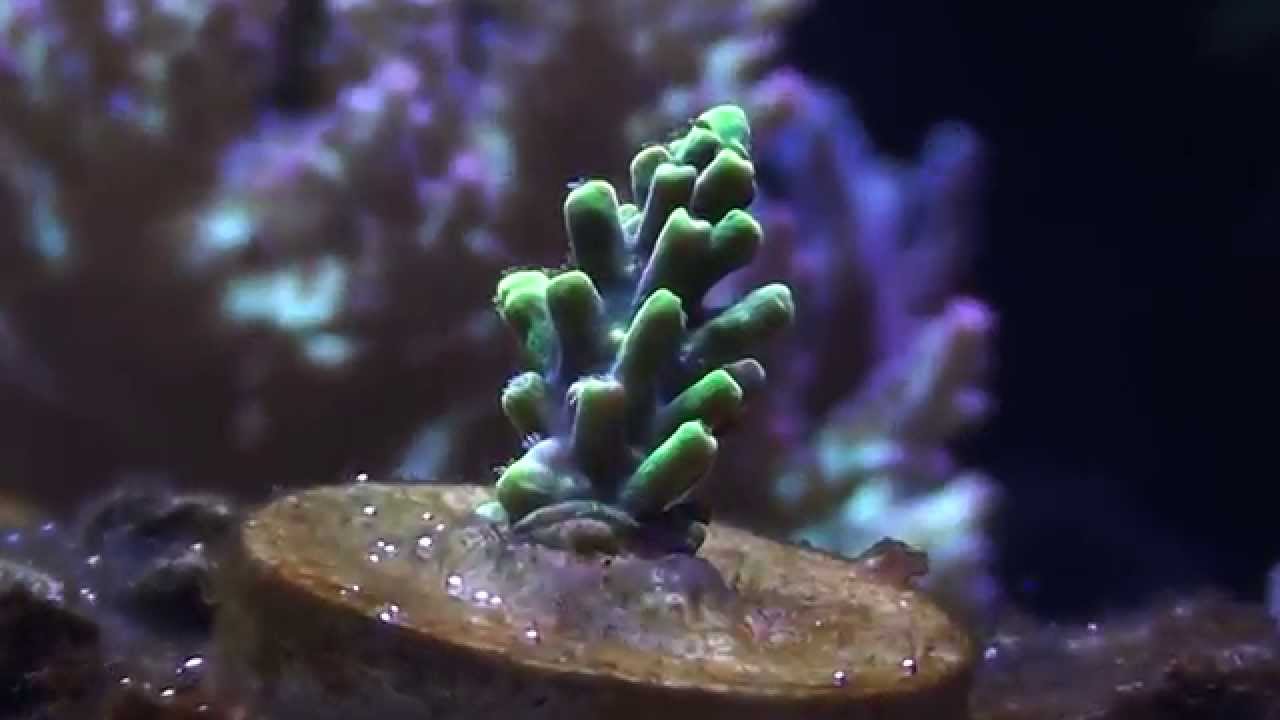 Reef Raft USA Wolverine Acro Growth at 1 Month - YouTube