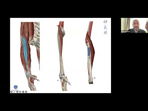 Medicina China Online: Anatomía de Yangming 陽明