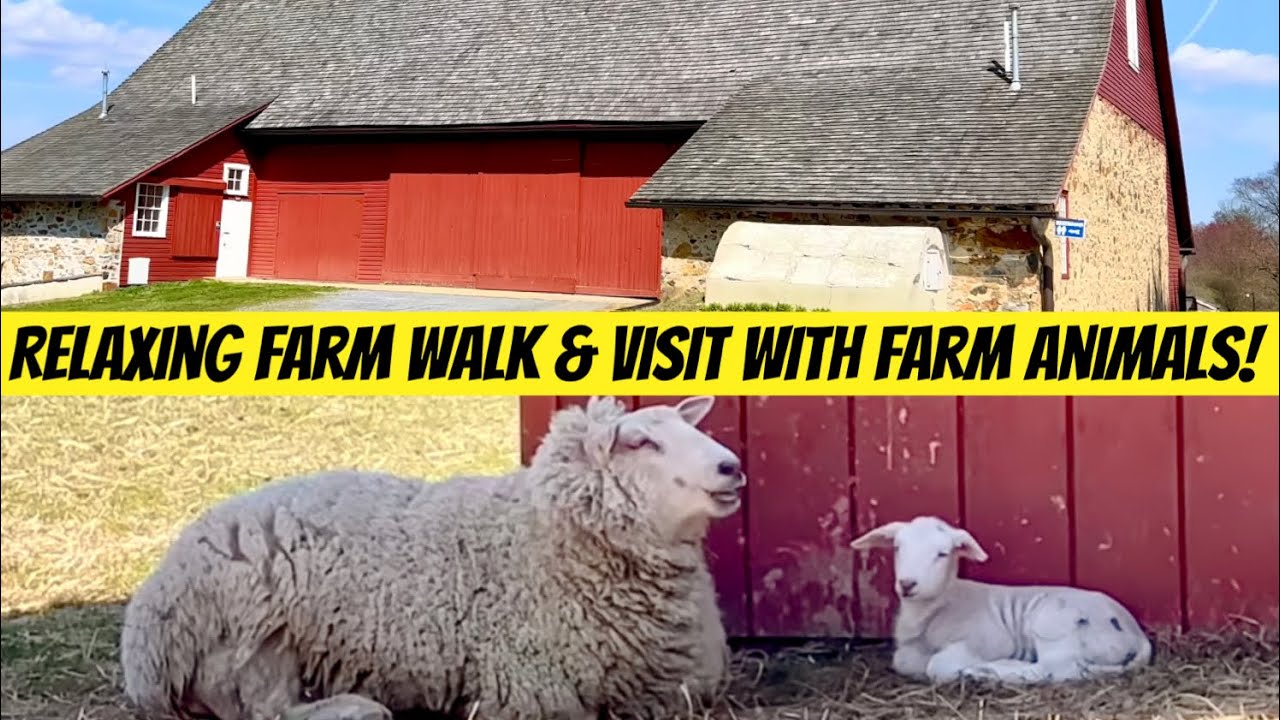 Farm Walking Tour at Springton Manor Farm - Spring 2023! No Music ...