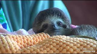 A wonderful close-up of baby sloth Robin!  He's such a little doll!!  Recorded 12\/24\/22