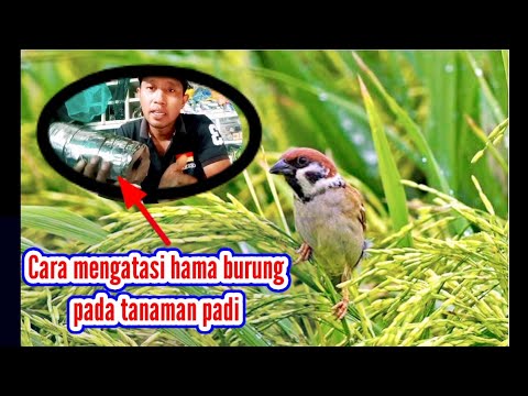 Cara Mengatasi Hama Burung Pada Tanaman Padi - YouTube