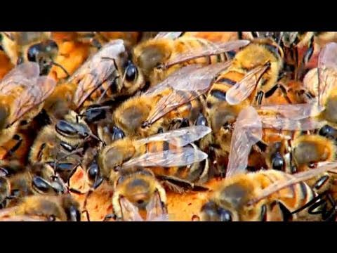 Beekeeping or apiculture -  honey bee colonies