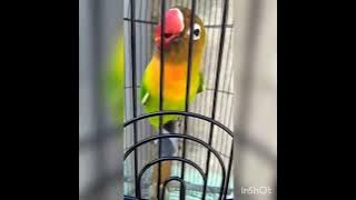 pancingan masteran LOVEBIRD PAUD durasi panjang.