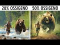 Cosa Succederebbe se l'Ossigeno sulla Terra Fosse al 50% e Altre CuriositÃ  Sul Nostro Pianeta