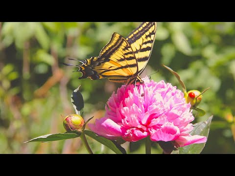 Santa Fe Master Gardeners at El Zaguán