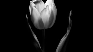 ★♫♪•ღ&quot;Black Tulip&quot;ღ•♪♫★