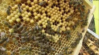 апрель на пасеке, ошибки, которые могут привести к болезни пчел, плохому весеннему развитию, часть 5