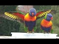 Bird tv 1hr for your pet birds cats  humans