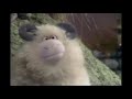 Muppet songs shepherd  rama lama ding dong