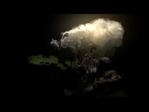 Cory Chisel & Adriel Denae - Songbird