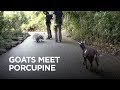 Tiny Goat Visits Porcupine