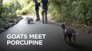 Tiny Goat Visits Porcupine