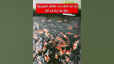 Nguyên nhân và cách xử lý hồ cá koi bị đục