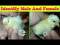 How to Identify Male and Female Chicks