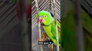 hello guys 🧿 #parrot #cute #birds #funny #reels #funny
