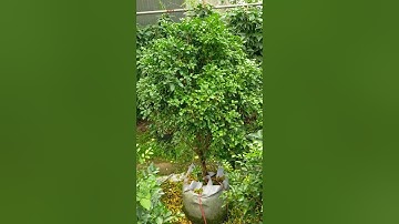 Bán cây nguyệt quế bụi cao trên 1m đk gốc 4cm 0977973535