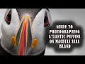 What its like to photograph atlantic puffins on machias seal island  a guide for visitors