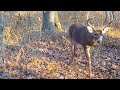 Trail Cam Video, Arkansas Public Land, Part 1