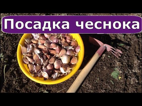 340. СУПЕР СПОСОБ ПОСАДКИ ЧЕСНОКА под зиму.