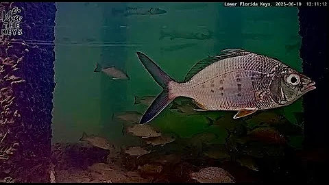 Live Cam in The Lower Keys