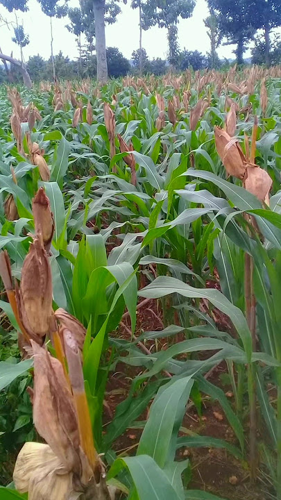 cara agar panen jagung 5x dalam 1 tahun