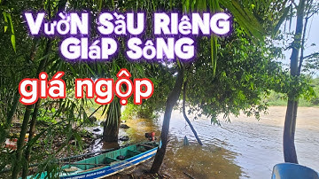 Kẹt tiền chủ hạ từ 2ty xuống 1ty3 cho lô đất vườn sầu riêng giáp sông có thổ cư ở đồng nai.