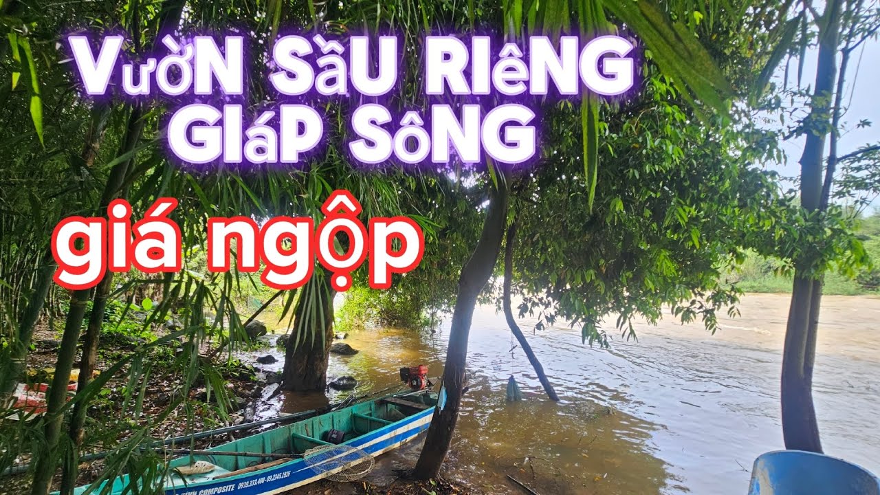 Kẹt tiền chủ hạ từ 2ty xuống 1ty3 cho lô đất vườn sầu riêng giáp sông có thổ cư ở đồng nai.