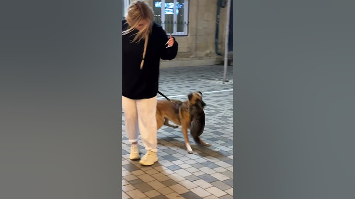 Дагестанский кот напал на пса-туриста 😂 #дагестан