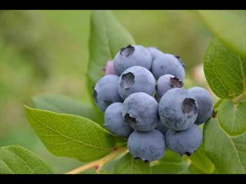 Video: Apie šilauogių Naudingąsias Savybes Ir Naudojimą Buityje