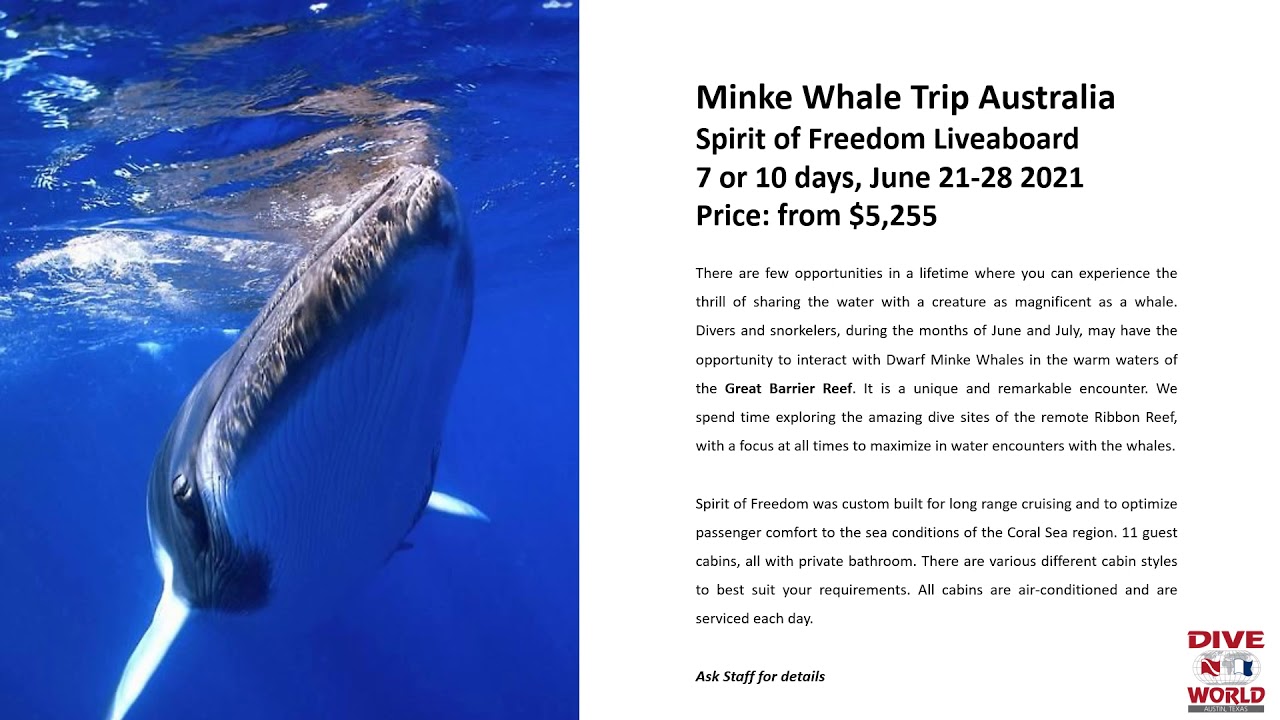 Dive World Austin Vacations 2020 YouTube