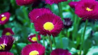 Ölürsem Mezarıma Gelme Zalim