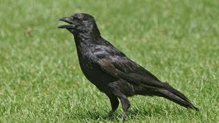 BTO Bird ID  Corvids  Crow, Rook, Raven