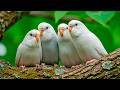 Forest Birds for Sleep 🌙 Relaxing Nature Sounds to Calm Your Mind & Reduce Stress