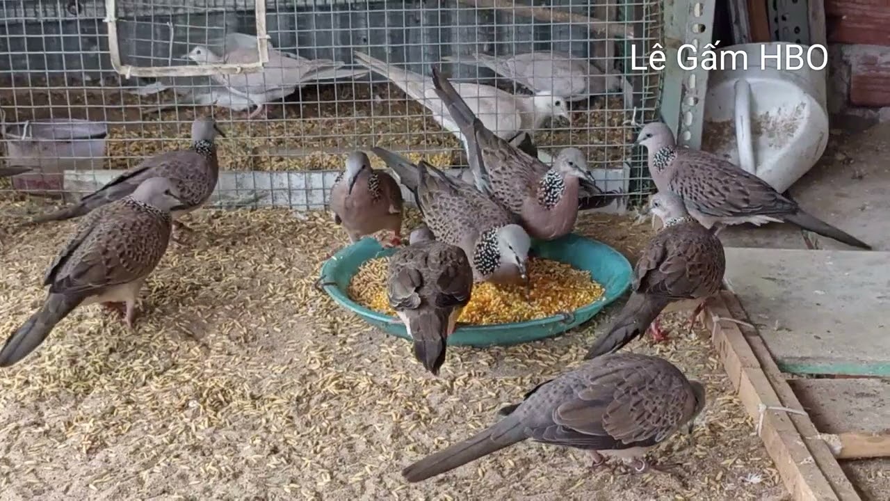 (110)mình chia sẻ với ae chim cu mình thả avi nge 0947077828. Zalo 0939077828