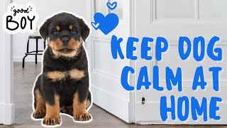 8 EFFECTIVE Ways to Get A Dog to Calm Down in the House by Dog Training Advice Tips 2,297 views 1 month ago 6 minutes, 35 seconds