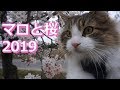 【猫 メインクーン】マロと桜2019
