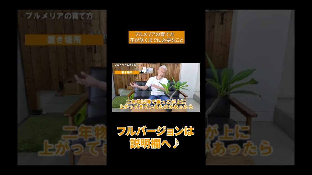 プルメリアの育て方 花が咲くまでに必要なこと Shorts Youtube