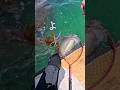 アオリイカのエギングでよくある大惨事 #fishing #釣り #エギング #アオリイカ #shorts