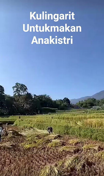 pak tani memanen sawah ahh semangat saja #cover