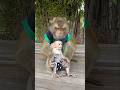 Lovely Animal SokYaa Sokhaa To To And Mom Are Famous Amazing Shorts Lovely Animal SokYaa Sokhaa To To And Mom Are Famous Amazing Shorts