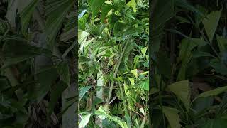 14th day! w! o C! Edible Fishtail Palm & Palm trees in general!