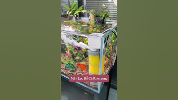 Cải Thiện Chất Lượng Nước Bể Cá Với Máy Lọc Riverzone #locbeca #cácảnh #thuysinh