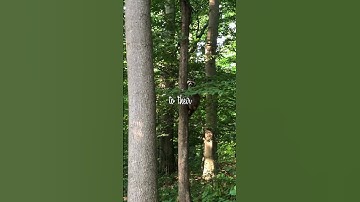 Urban Raccoon Adaptability: Clever Paws & Resourceful Nature